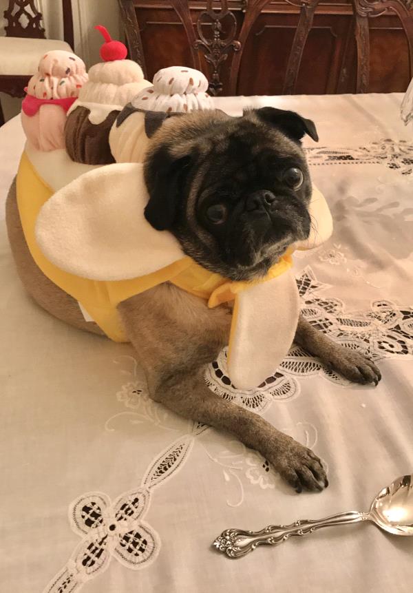 /images/uploads/pug nation rescue of los angeles/2018pugnation/entries/6119.jpg